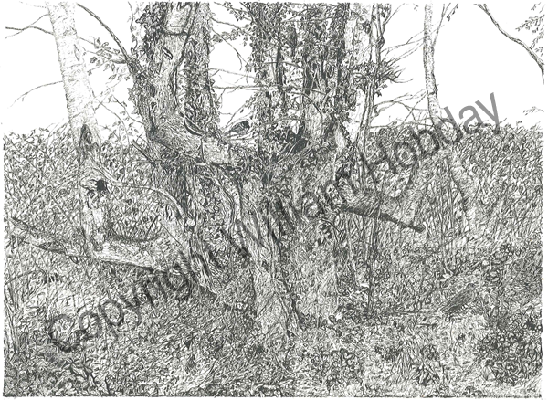 Tree and hedge in early spring